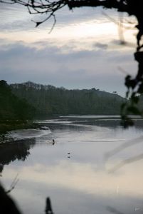 The bird and the rower